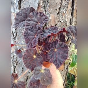 1 LIVE PLANT BEGONIA MADAM OREILLY 4" Growing Pot Ships NO POT GORGEOUS!!